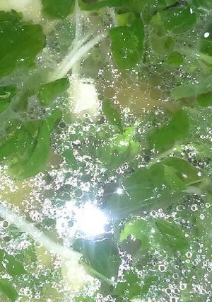 Hình của món Canh chay lá é trắng.
