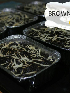 Foto resep Brownis Klasik