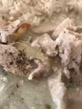 Cooked yogurt with Chicken - Shakriye