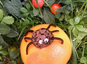Foto di Ragnetti cioccolatosi🕷