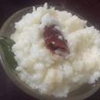 Curd rice
