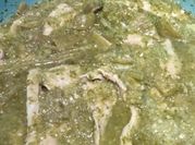 Una foto de bisteces en salsa verde