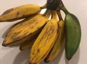 Una foto de platano de brasil