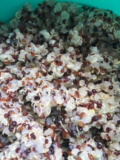 Una foto de Quinua para ensalada