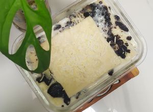 Foto resep Setup roti tawar oreo