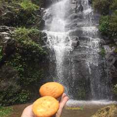 A picture of MUFFIN NANAS🍍.
