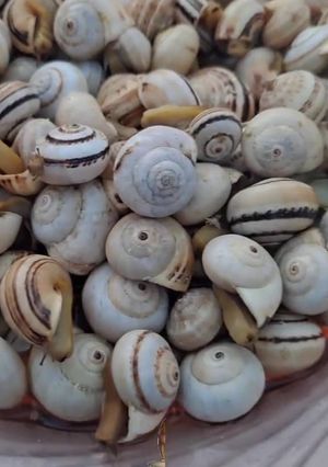 Foto de Caracóis