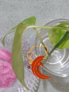 عکسی از دستور اکلیل خوراکی