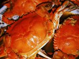 شوربة الكابوريا 🦀