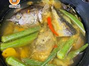 Gambar ikan noxxa
