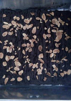 Foto resep Lekker holland coklat