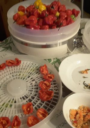 Une photo de Ma culture de piments habenero