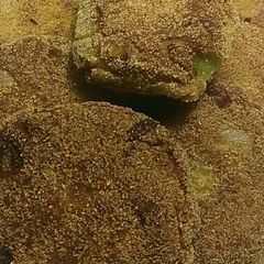 A picture of Salmon croquettes.