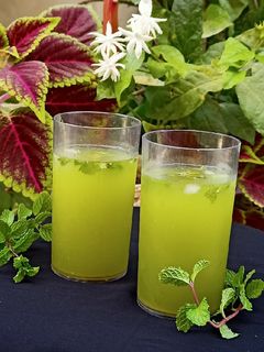 વરીયાળી ફુદીના શરબત (Variyali Pudina Sharbat Recipe In Gujarati) રેસીપી મુખ્ય ફોટો