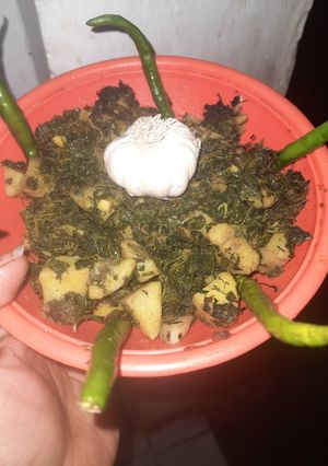 मेथी की सूखी सब्जी(methi ki sukhi sabzi recipe in hindi) रेसिपी मुख्य फोटो