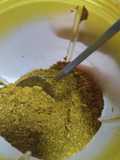 Yemeni Spice Mixture ~ Hawaij / Hawayej / Hawayi / Hawaj