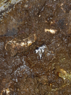 A picture of Red Oil Cassava leaf.