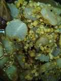 Mular Daal