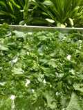 Kale Chips