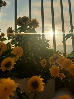Hình của món Trà hoa cúc táo đỏ.