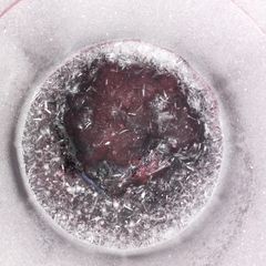 A picture of Zobo drink.
