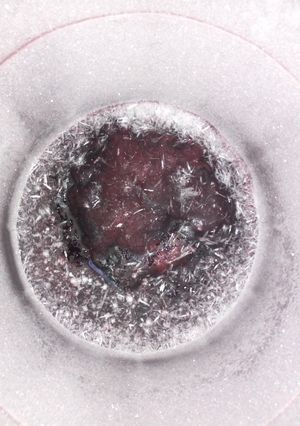 A picture of Zobo drink.