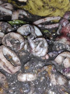 Foto resep Cumi tinta hitam