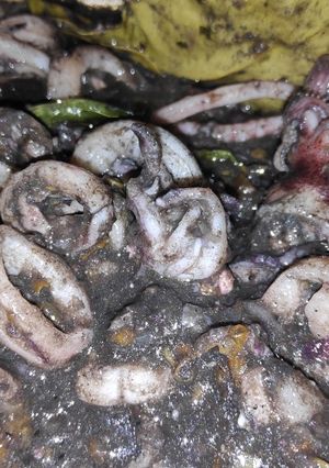 Foto resep Cumi tinta hitam