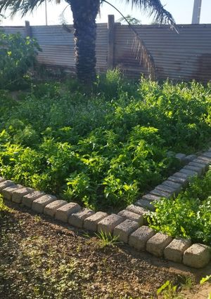 عکسی از دستور شیرینی مشهدی 🤩😍🤗