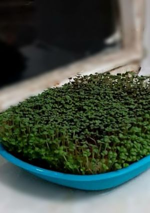 عکسی از دستور 🍀سبزه عید🍀