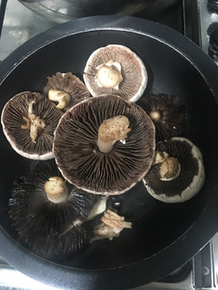 Una foto de Hongos, agaricus campestris, champiñón silvestre, setas