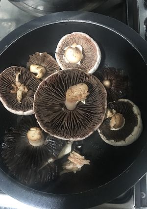 Una foto de Hongos, agaricus campestris, champiñón silvestre, setas