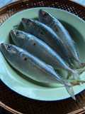 Perbezaan Antara Ikan Kembung, Mabung Dan Pelaling