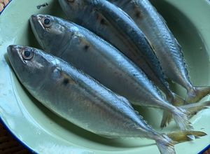Gambar Perbezaan Antara Ikan Kembung, Mabung Dan Pelaling