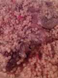 Couscous My Way