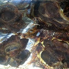 A picture of Simple Lemon Soaked Pork Chops .