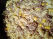 A picture of cellentani and hamburger
