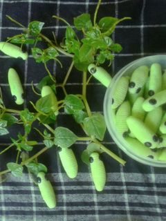 Foto resep Caterpillar cookies (kukis ulat)