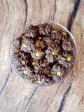 Semprit Dahlia Coklat