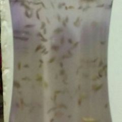 Weight Loss water by Nancy A picture of Weight Loss water by Nancy.