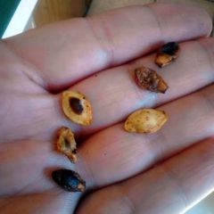 A picture of Way To Easy Bbq Flavored Toasted Zucchini Squash Seeds halloween.