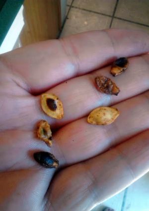 A picture of Way To Easy Bbq Flavored Toasted Zucchini Squash Seeds halloween.