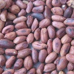 A picture of Roasted groundnuts ' njugu karanga'.
