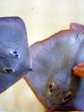 Red Stingray sautee and steamed by Wine