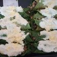 Canelones de espinaca relleno molida de pollo con salsa blanca