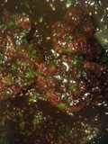 Peach-Glazed Filet Mignon