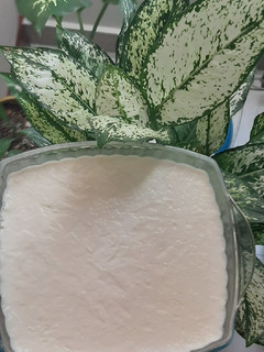 عکسی از دستور ماست خونگی