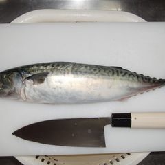 A picture of How to fillet a fish (3-layer filleting) - For Mackerel.