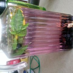 A picture of Blueberry & basil Infused water.