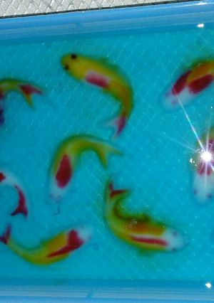 Foto resep Puding ikan koi warna warni